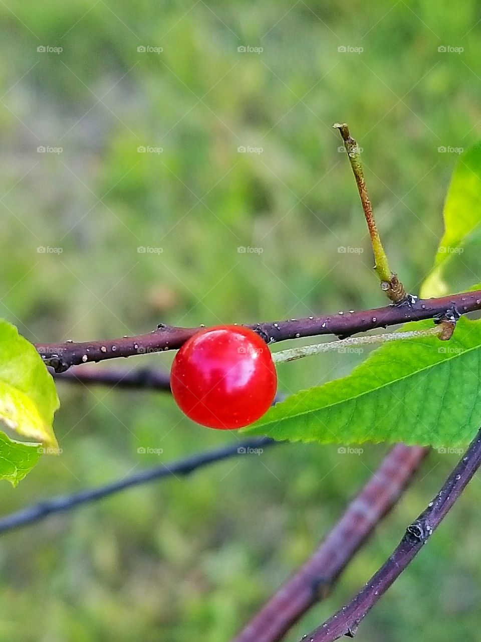 little cherry