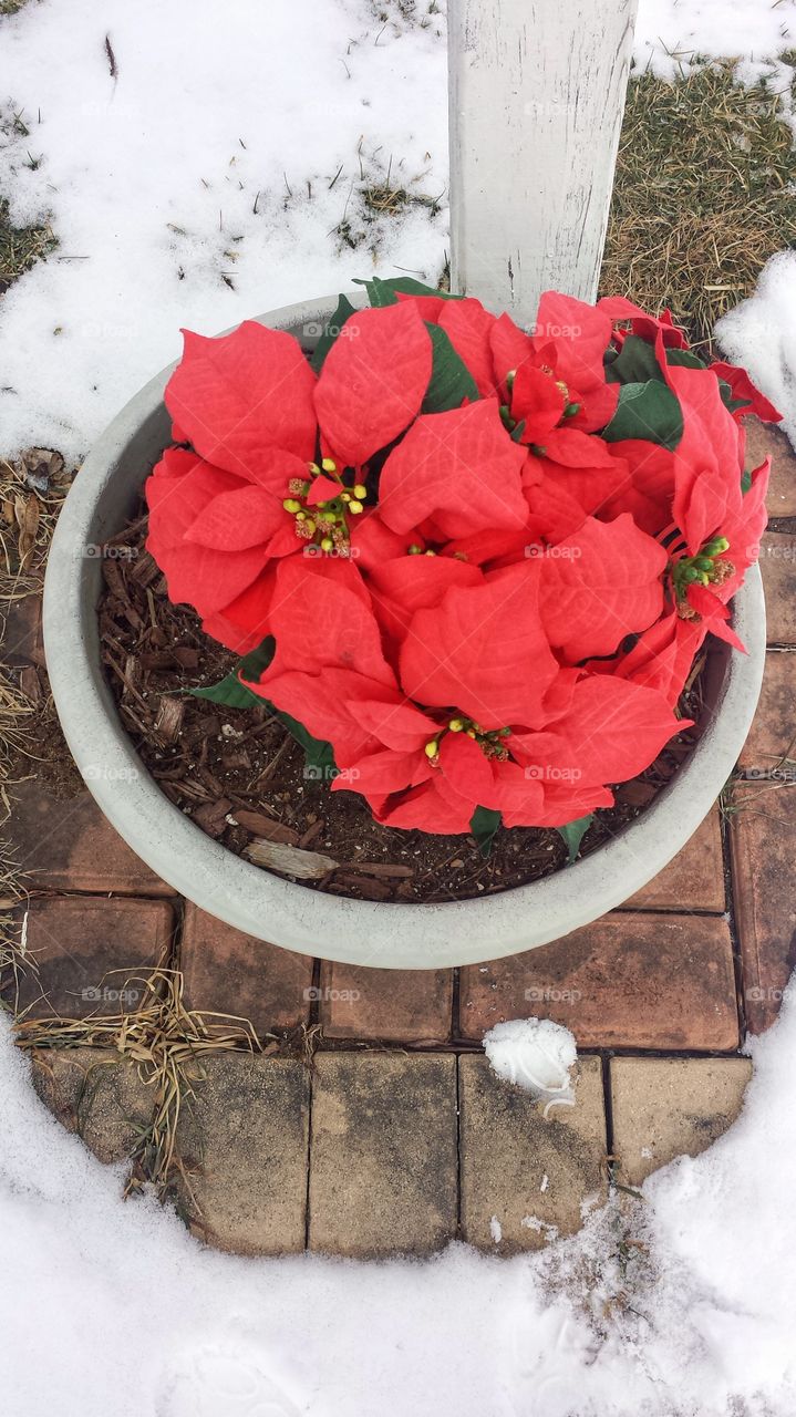 Poinsettia