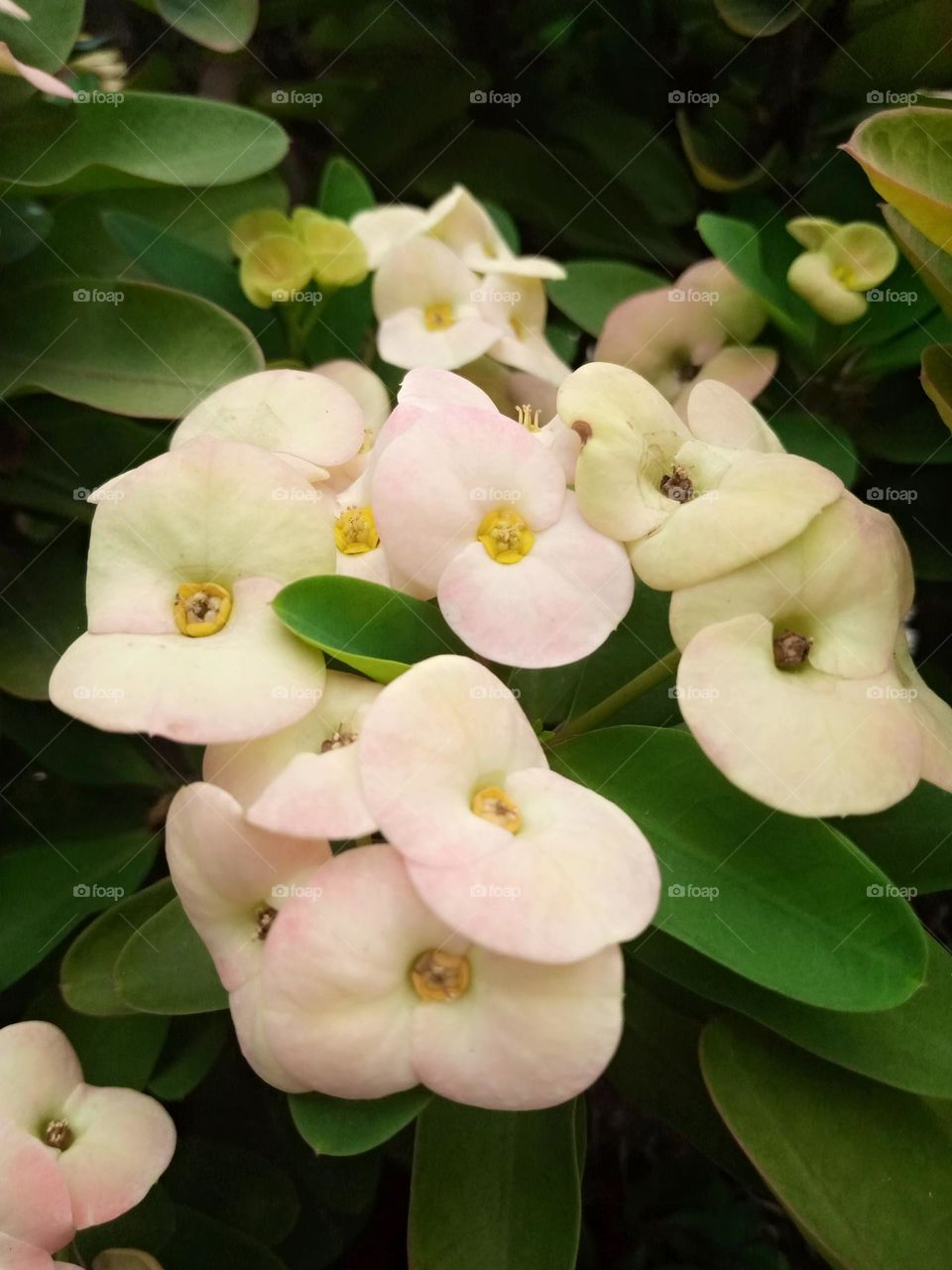 Peach and beautiful flowers