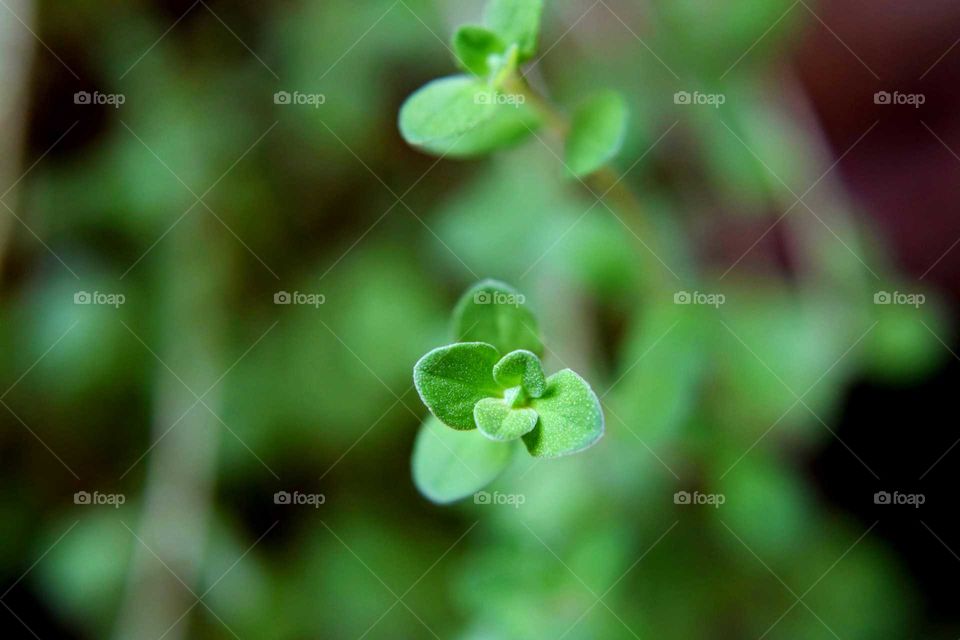 Origanum majorana (manjerona)