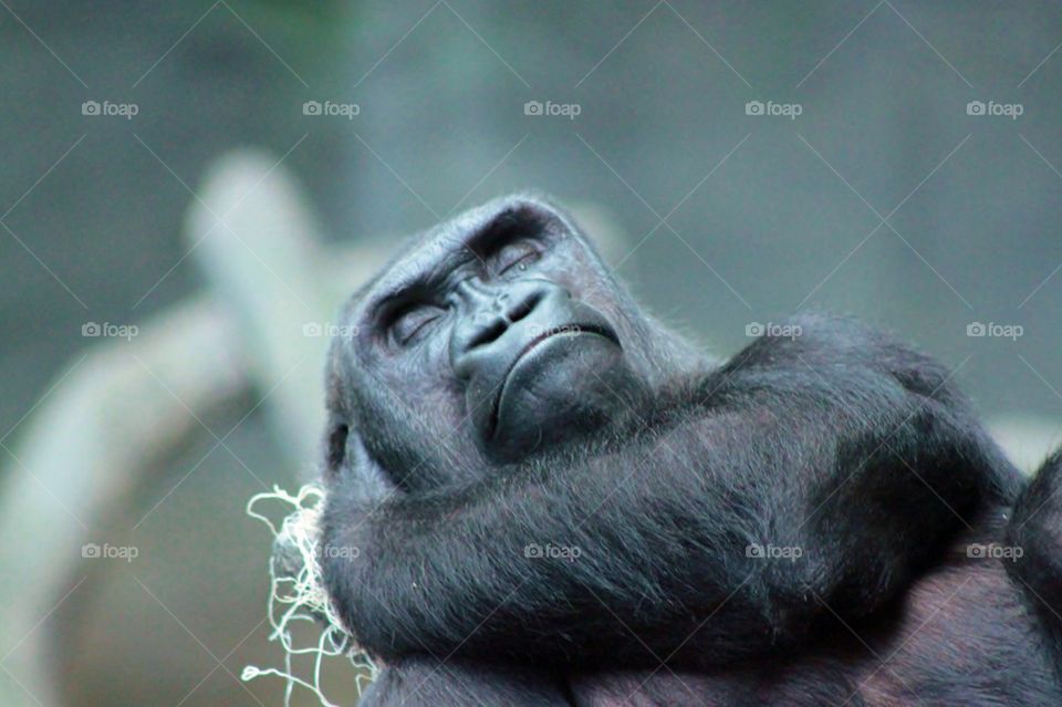 Close-up of a resting gorilla