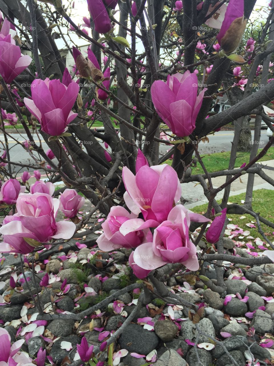 Magnolia tree