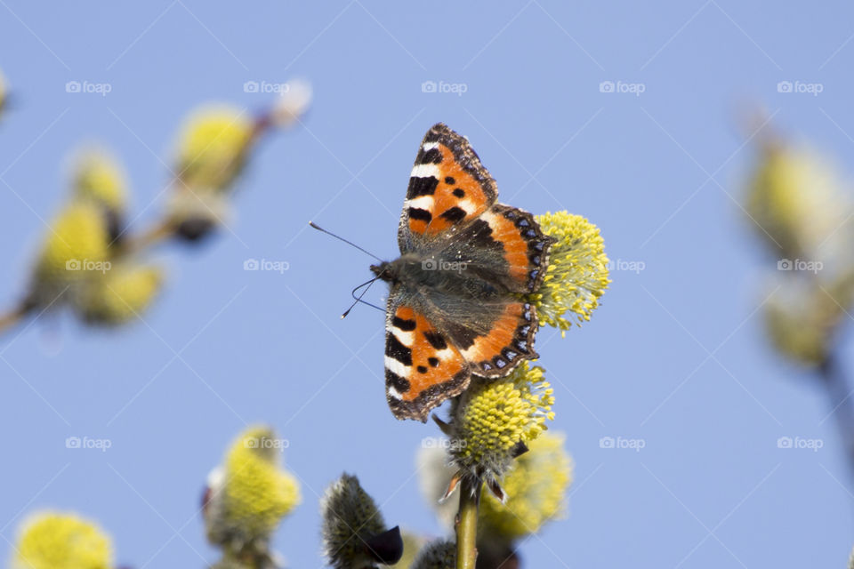Orange butterfly on flower, open wings 