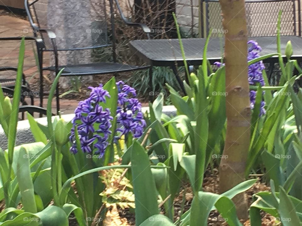 Hyacinth in bloom, March 2017