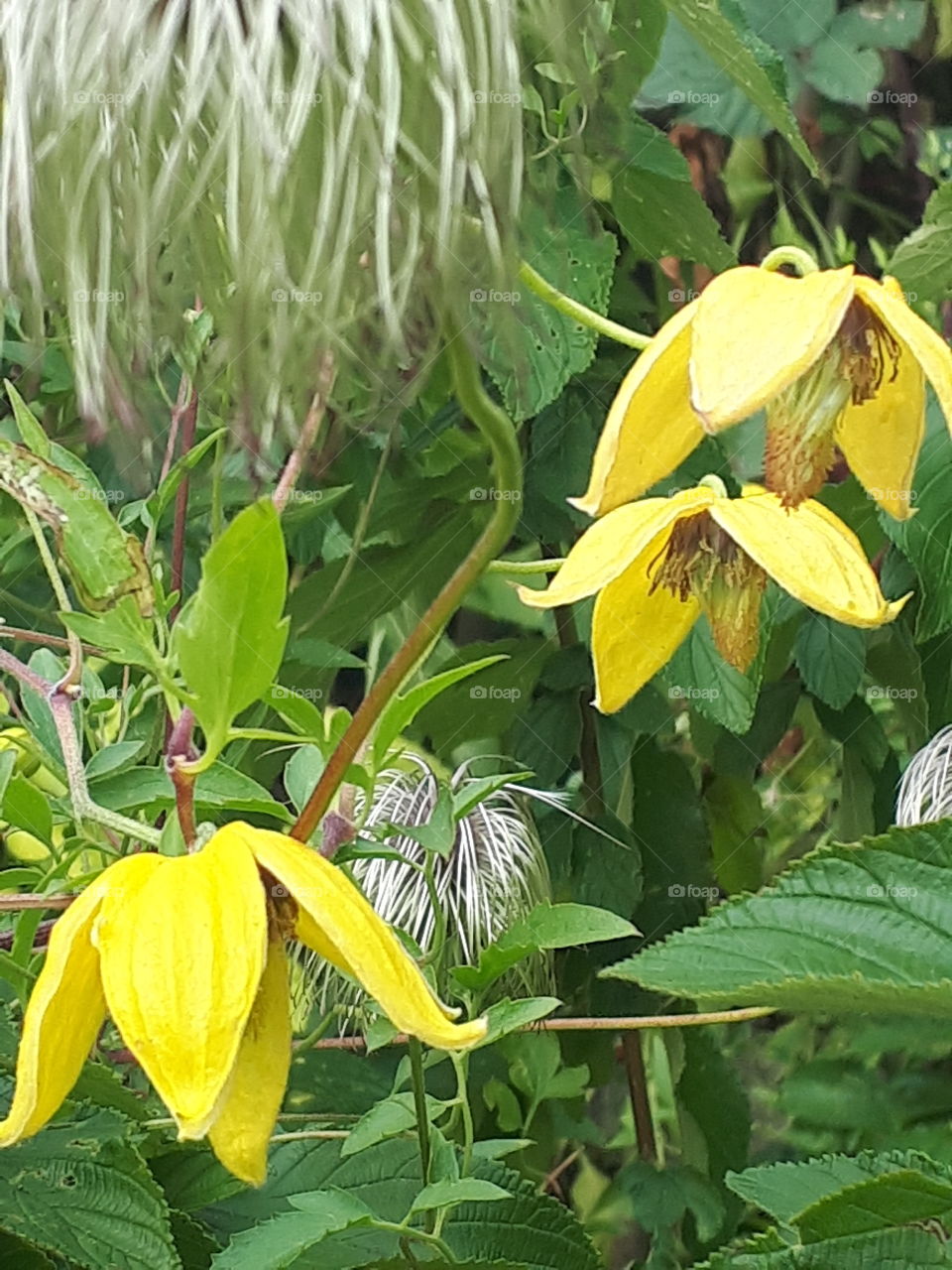 Nature, No Person, Leaf, Flora, Flower