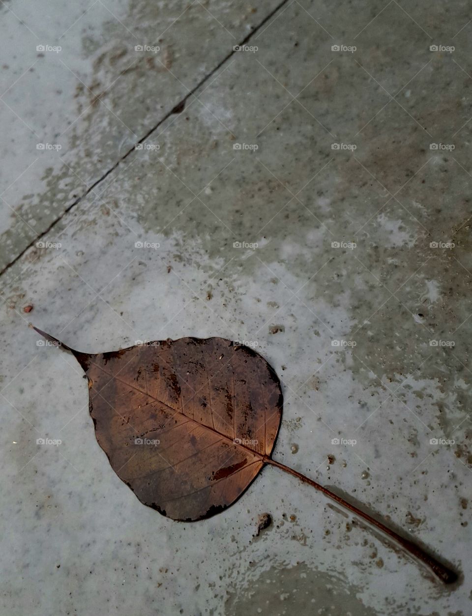 Aged and Old brown fallen leave on a wet floor