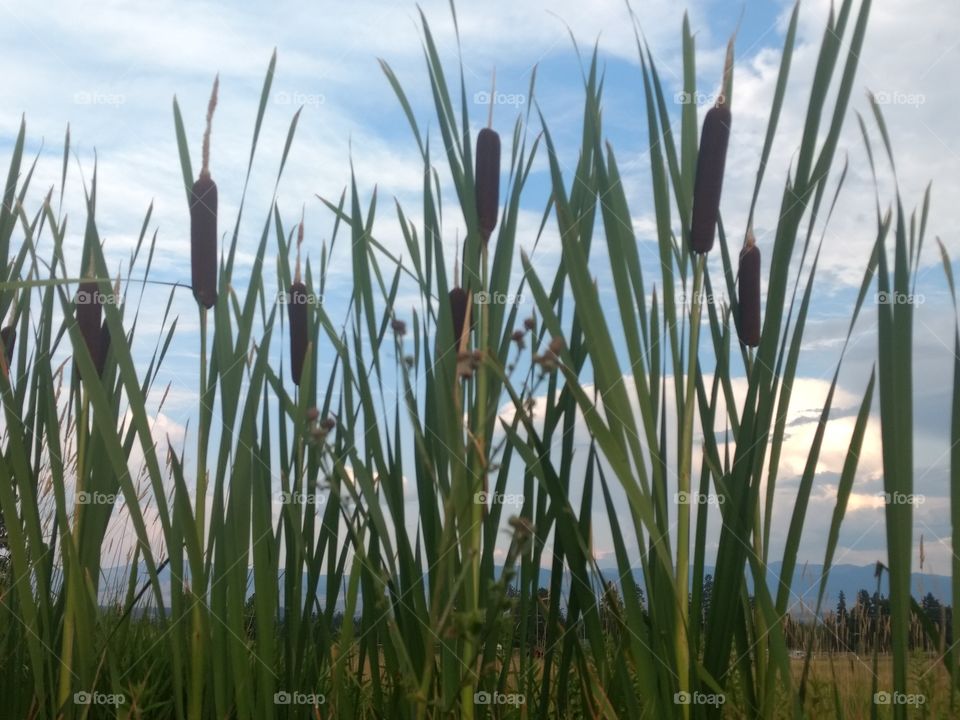 cattails in the evening