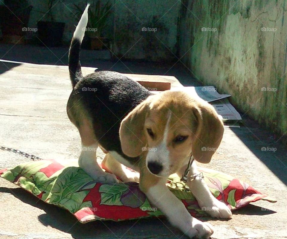 Puppy Beagle