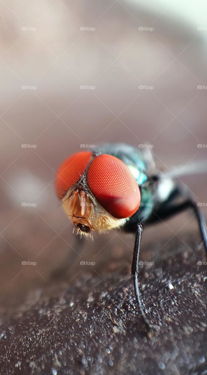 The spherical shape of fly