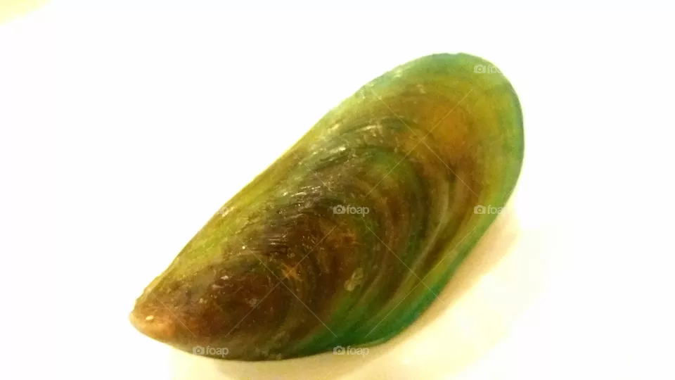SHELL