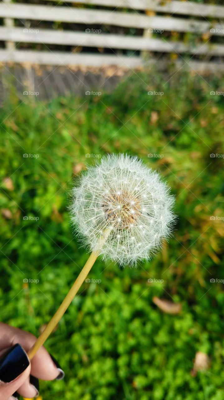 Fluffy dandelion flower in my hand looking cute