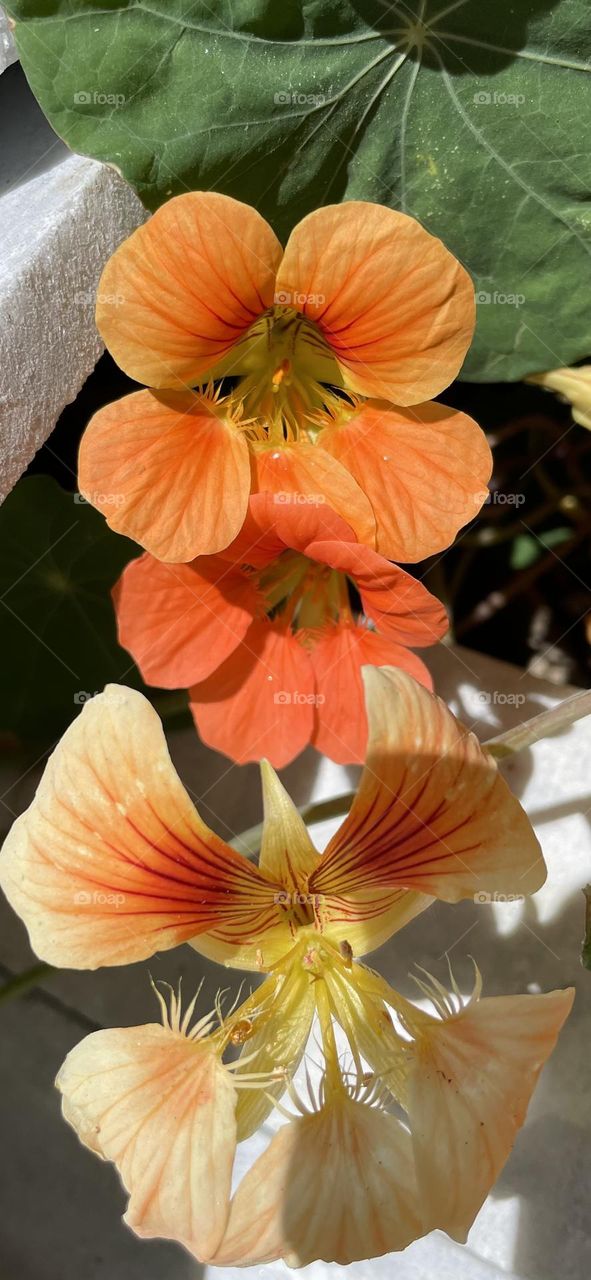 Nature and nature only