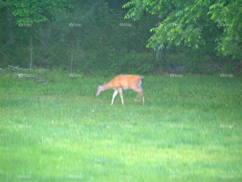 Mammal, Deer, No Person, Grass, Hayfield