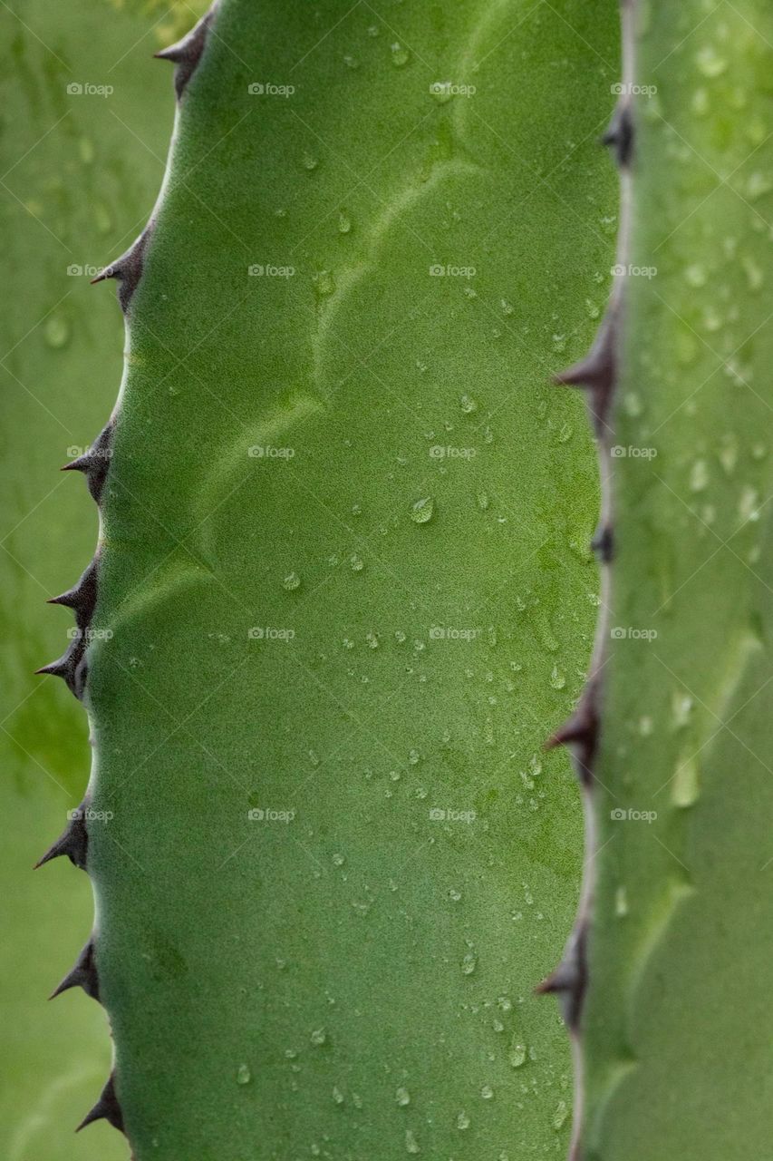 close up photography of water drops on green cactus plant

Cactus after raining, Royal Botanic Gardens Melbourne
