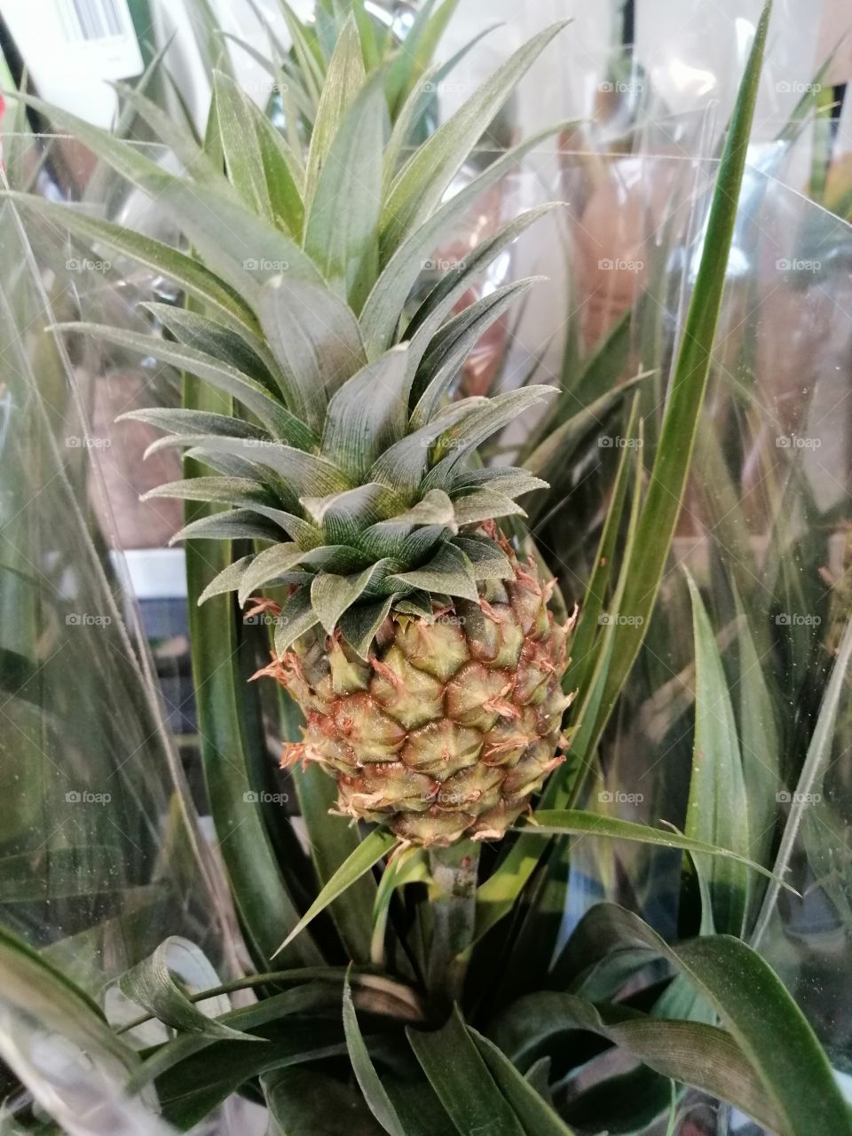 Pineapple 🍍