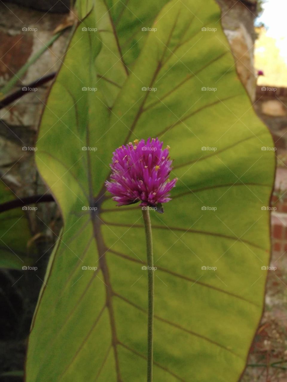 Pink flower, green leaf. 