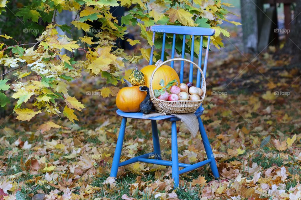 autumn, pumpkins time