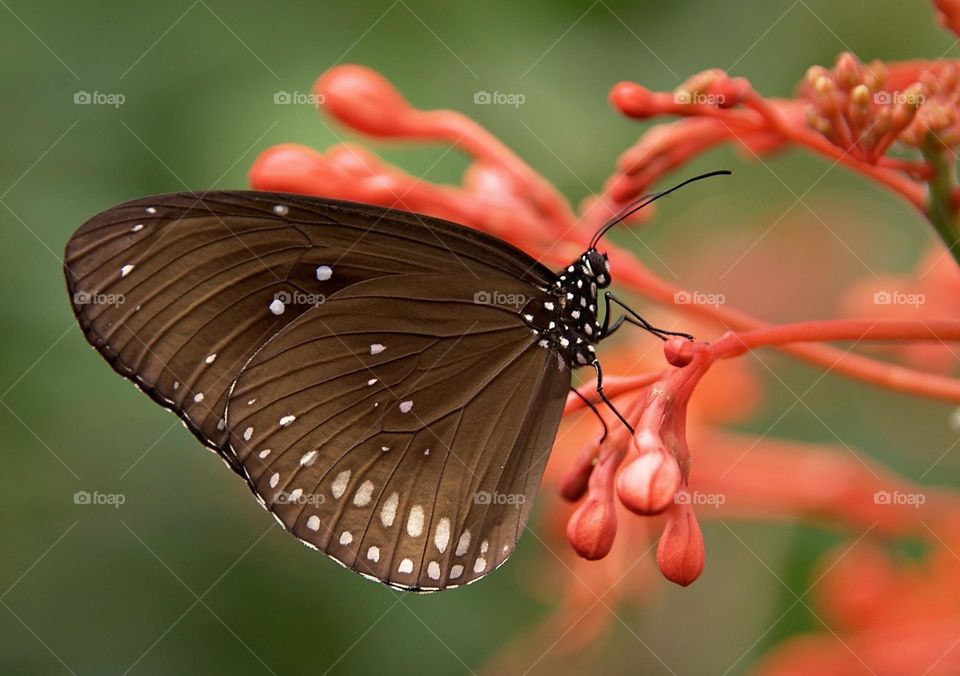 beautiful and cute butterfly