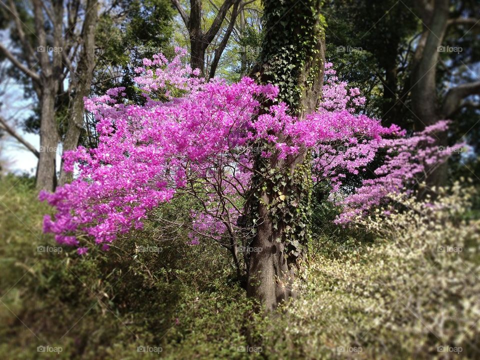 Scenes from Japan 6: Spring Flowers