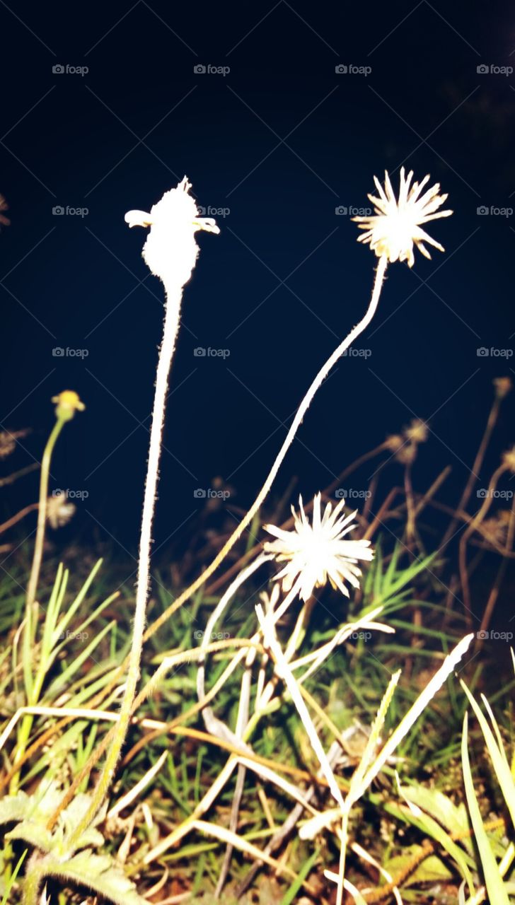 Grass and flowers