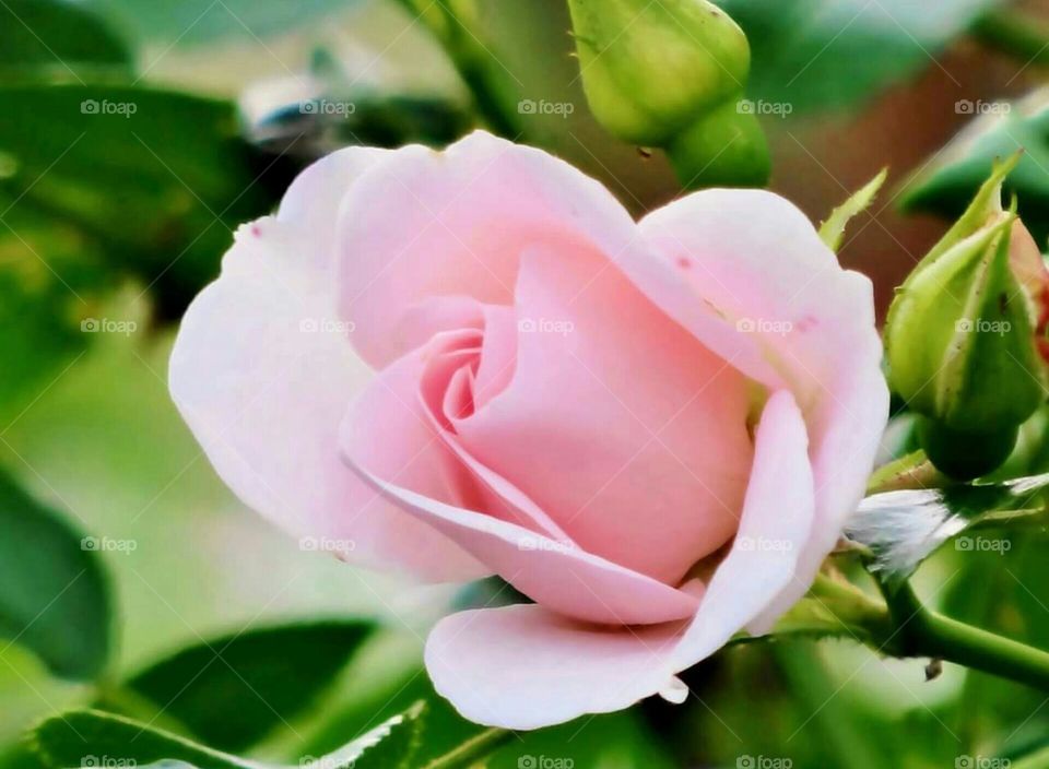 Pink rose