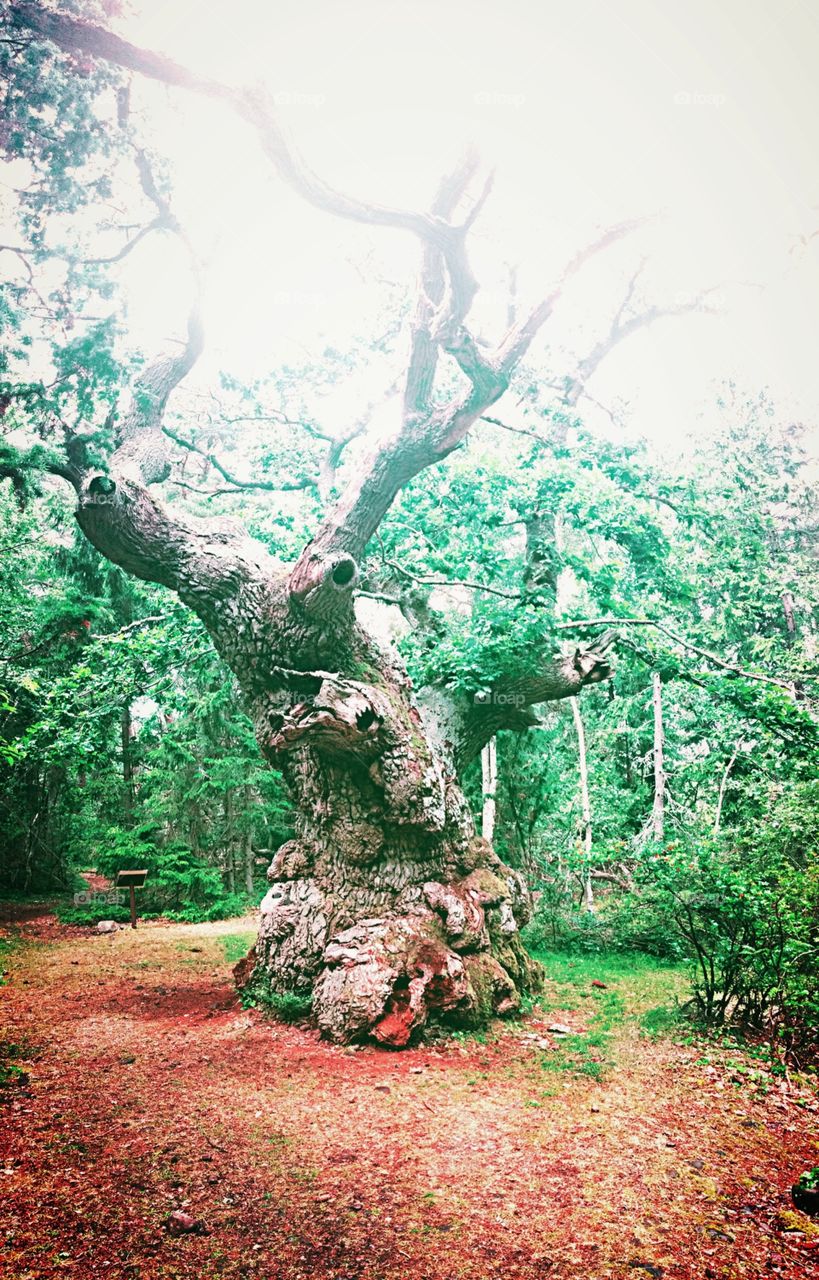 A very old tree 