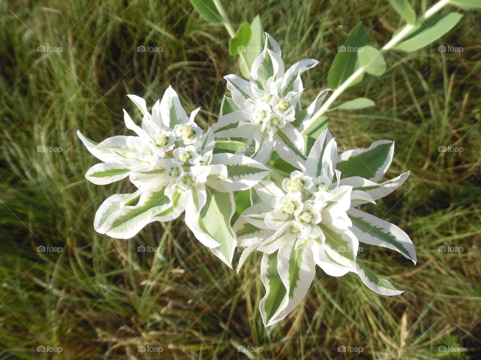 ditch flower 🌸. This is a picture I took of a flower that was growing in the bar ditch. 👣 🚶 🏃 🔥 💨