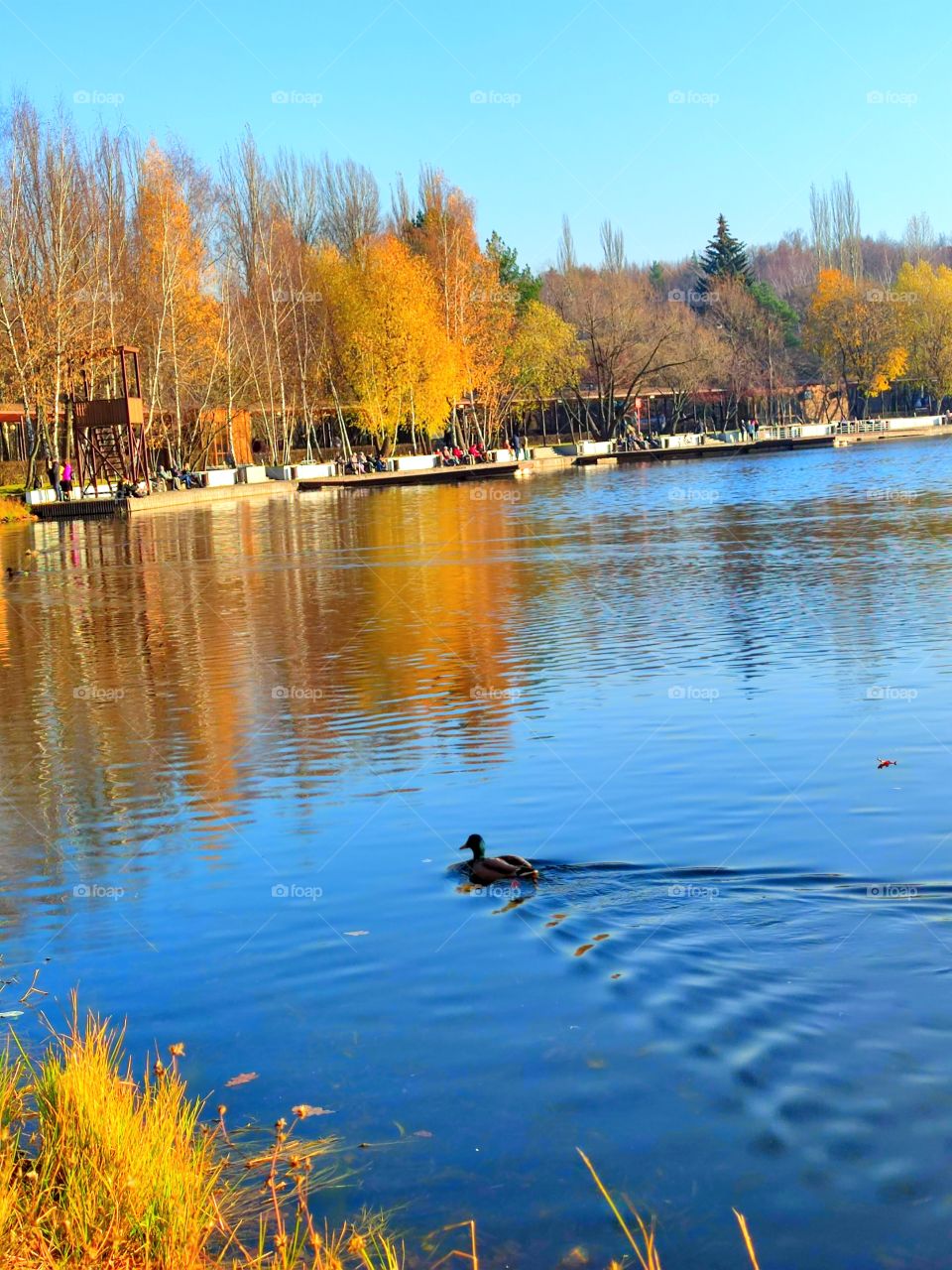 Sunny day.  A park.  Autumn.  Pond.  Yellow trees grow around the pond.  There are benches under the trees.  People are resting on the benches.  Yellow trees are reflected from the water surface.  A duck floats on the water