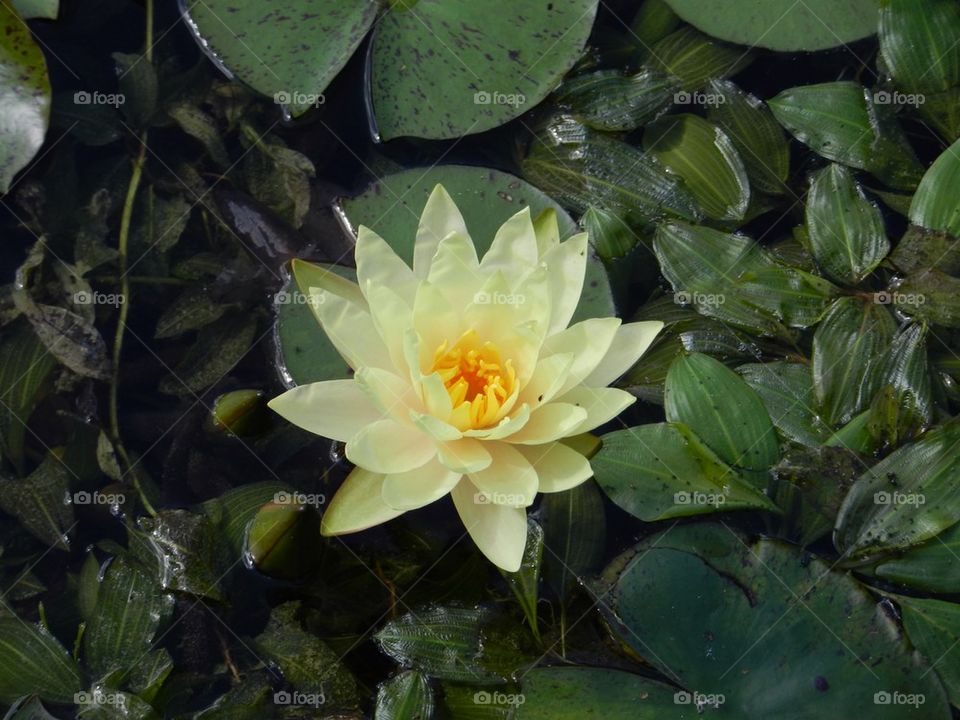 Perfect water lily