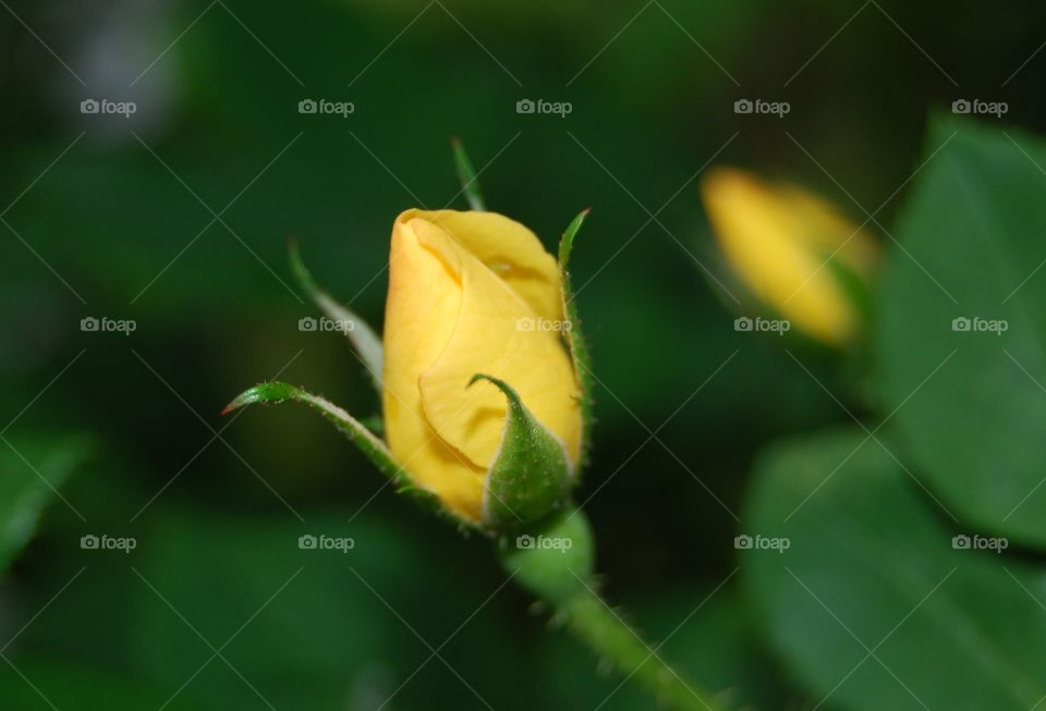 Yellow Rose bud. Yellow Rose bud