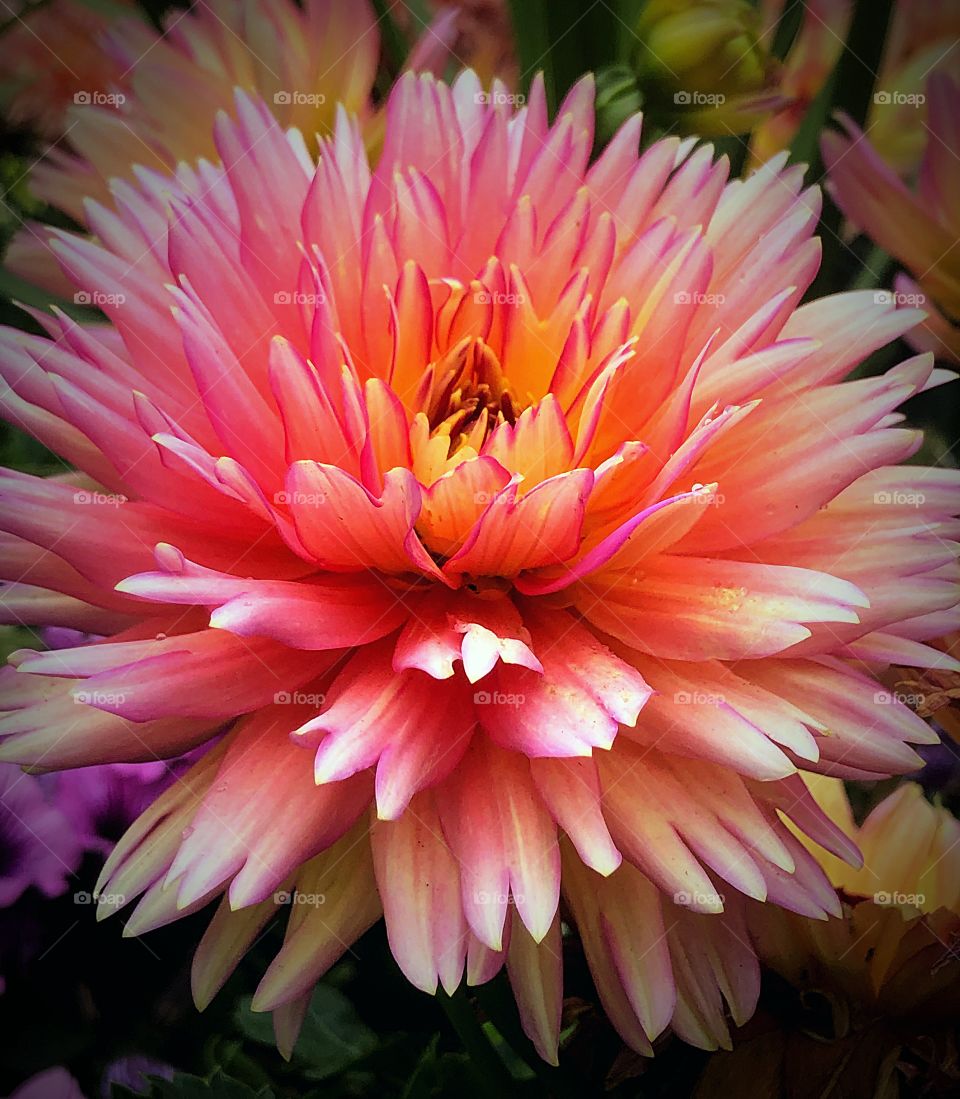 Big pink Dahlia 