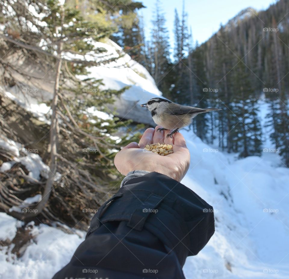 Mountain Chickadee 