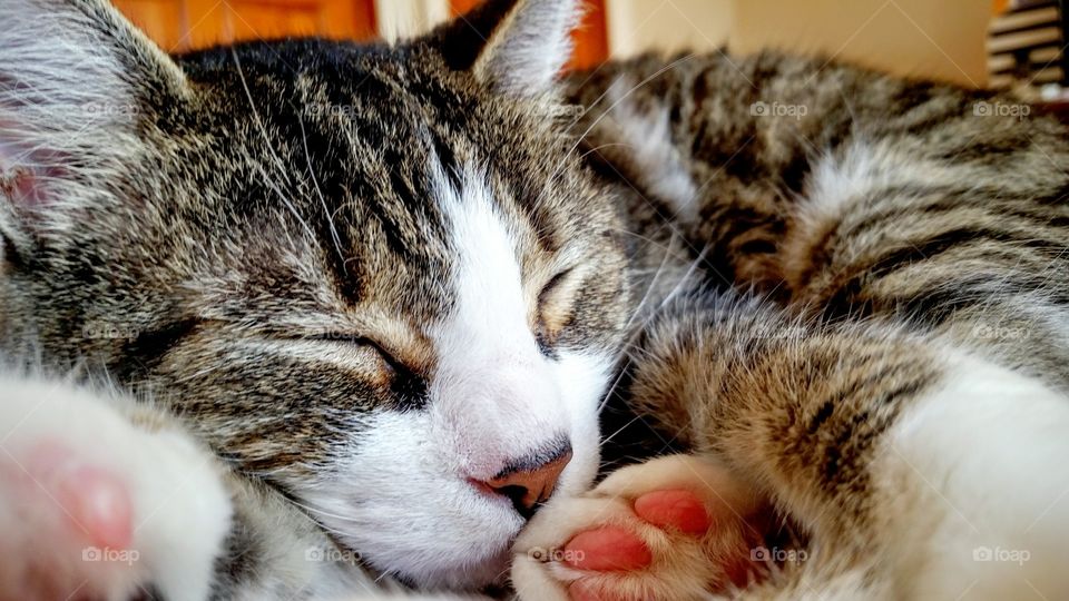 snoozing professional