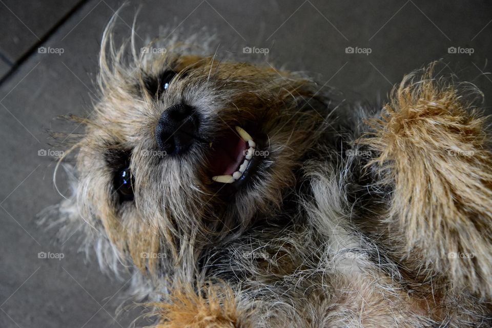 Happy border terrier 