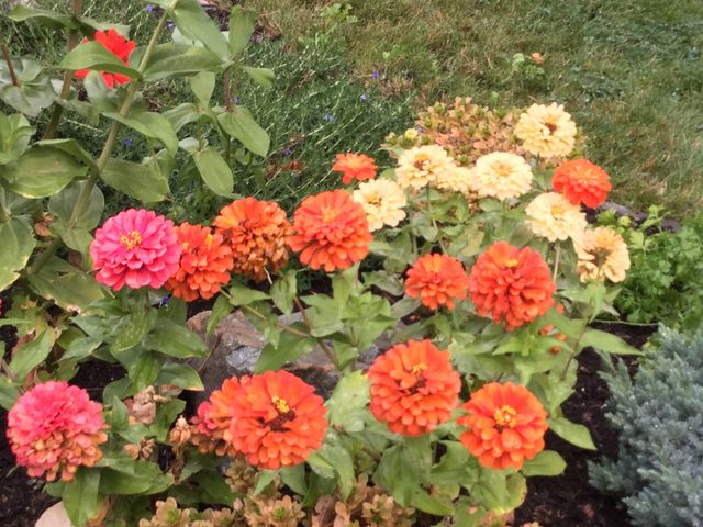 Orange and yellow Zinnias 