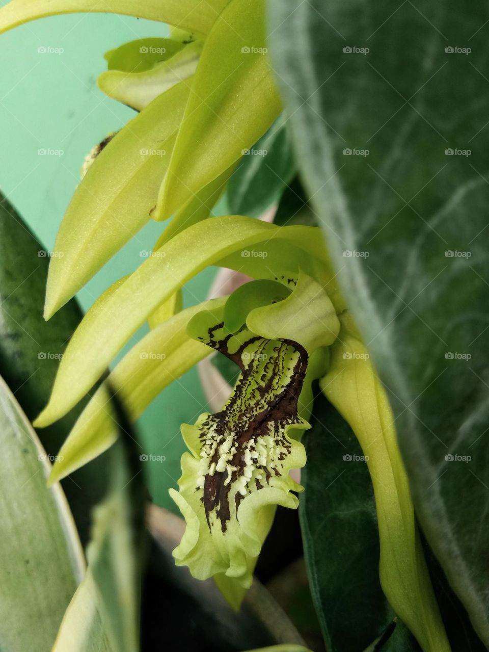 orchid blossom