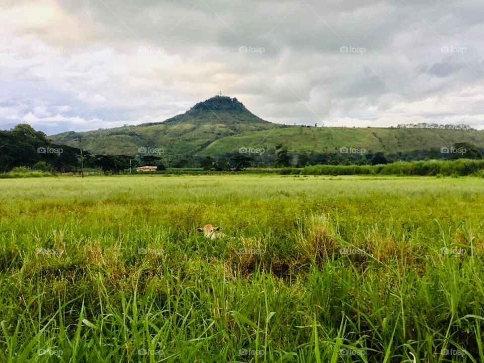 A wide ranch but few animals at the bottom of the mountain 