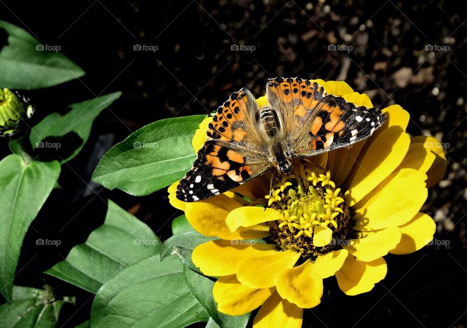 Butterfly on Yellow Flower