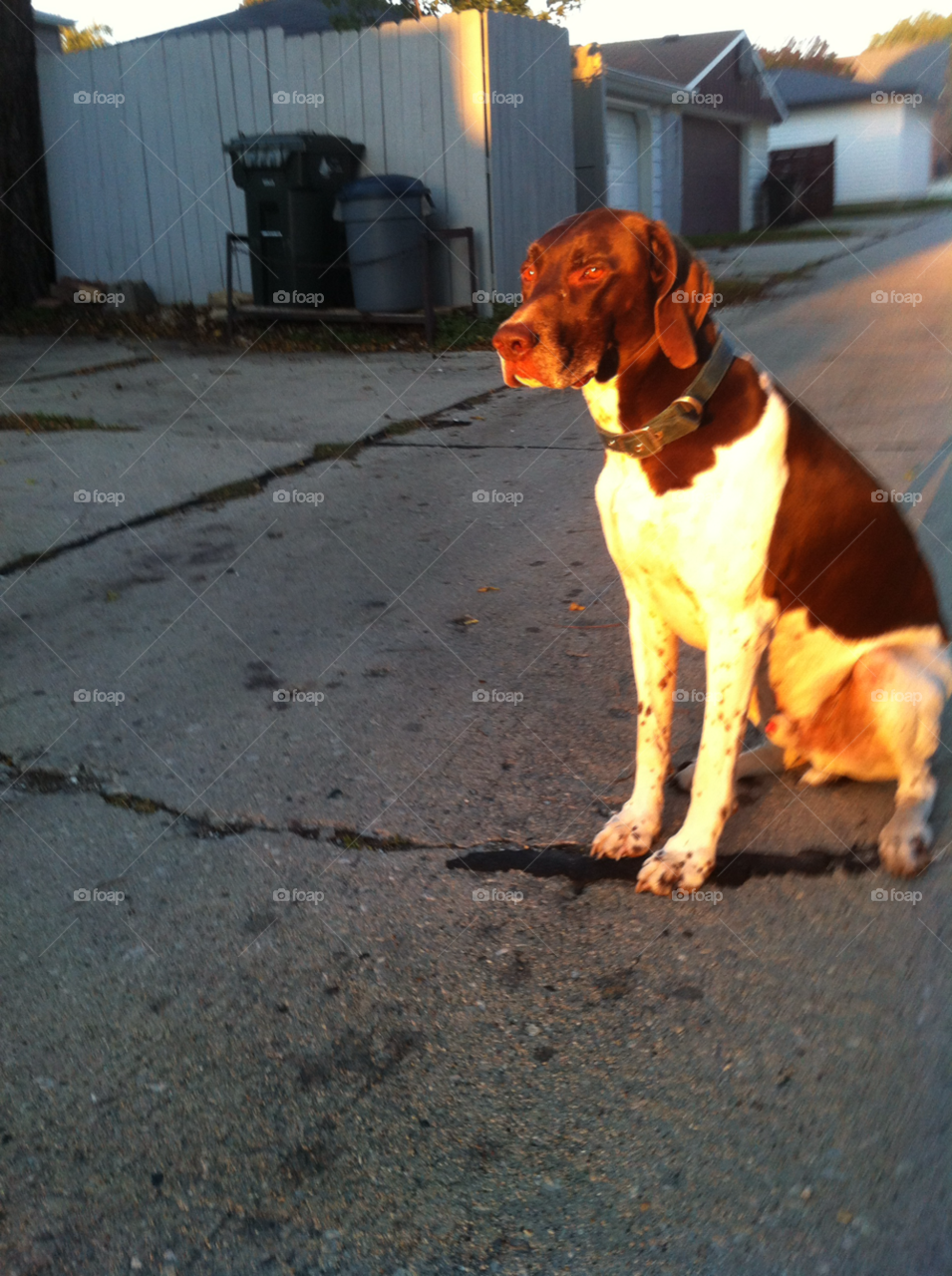 Dog, One, Portrait, No Person, People