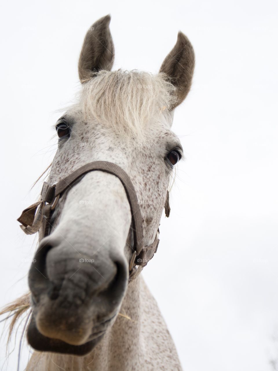 Low angle view of horse's head