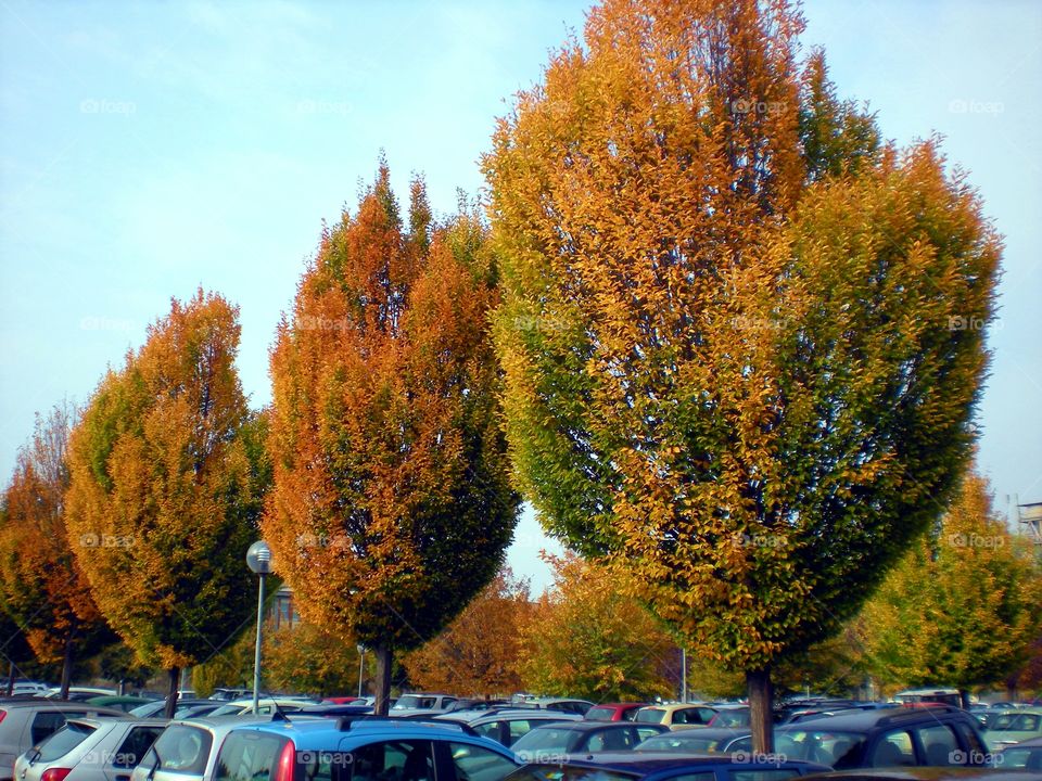 Trees near the Station of Reggio Emilia city ( Italy ).