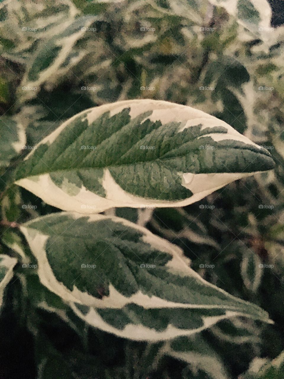 Variegated Dogwood leaves with raindrops 🌿