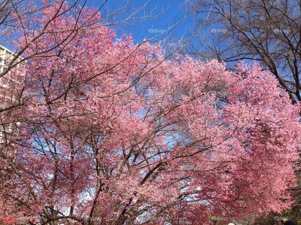 Pink in spring. Lovely!