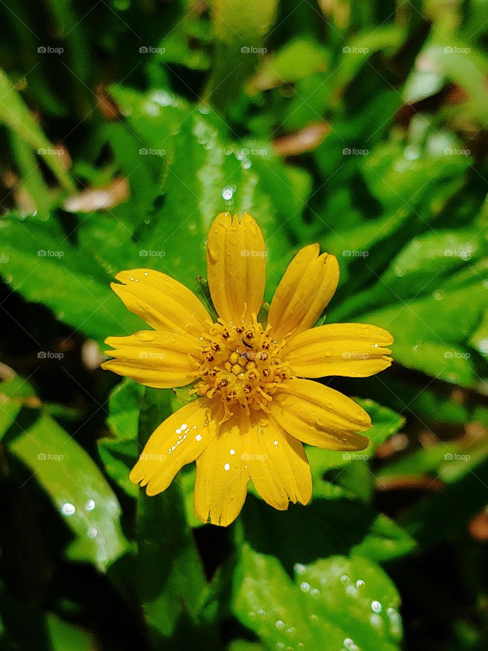 wild flowers captured