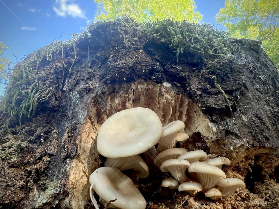 Cluster of wild mushrooms growing from old tree stump. Low angle view allows contrast with sky and trees