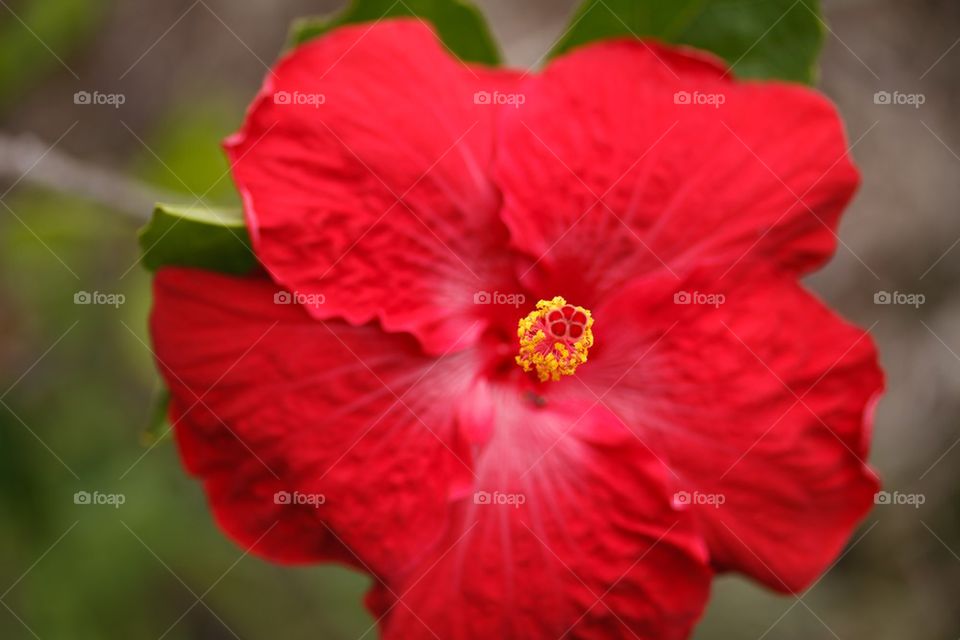 Red Hibiscus Close Up