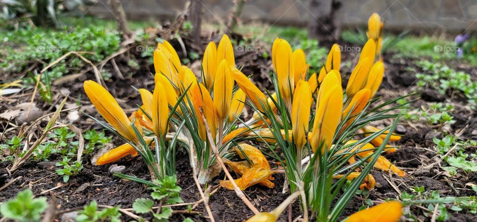 Yellow spring crocuses . Low angle view