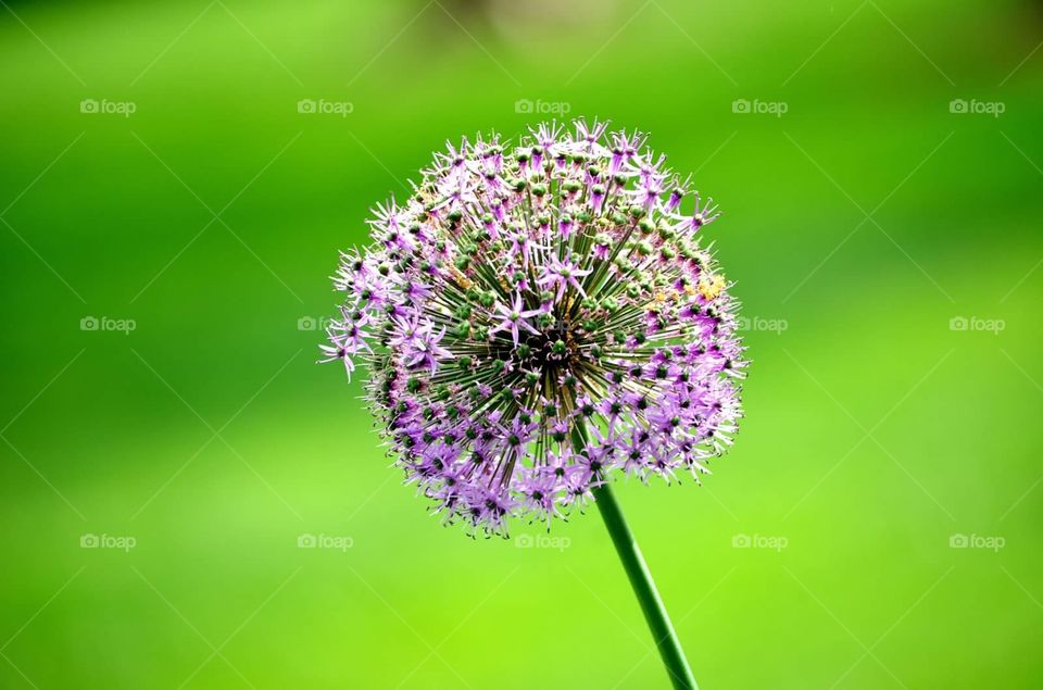 Globe thistle. Globe thistle flower