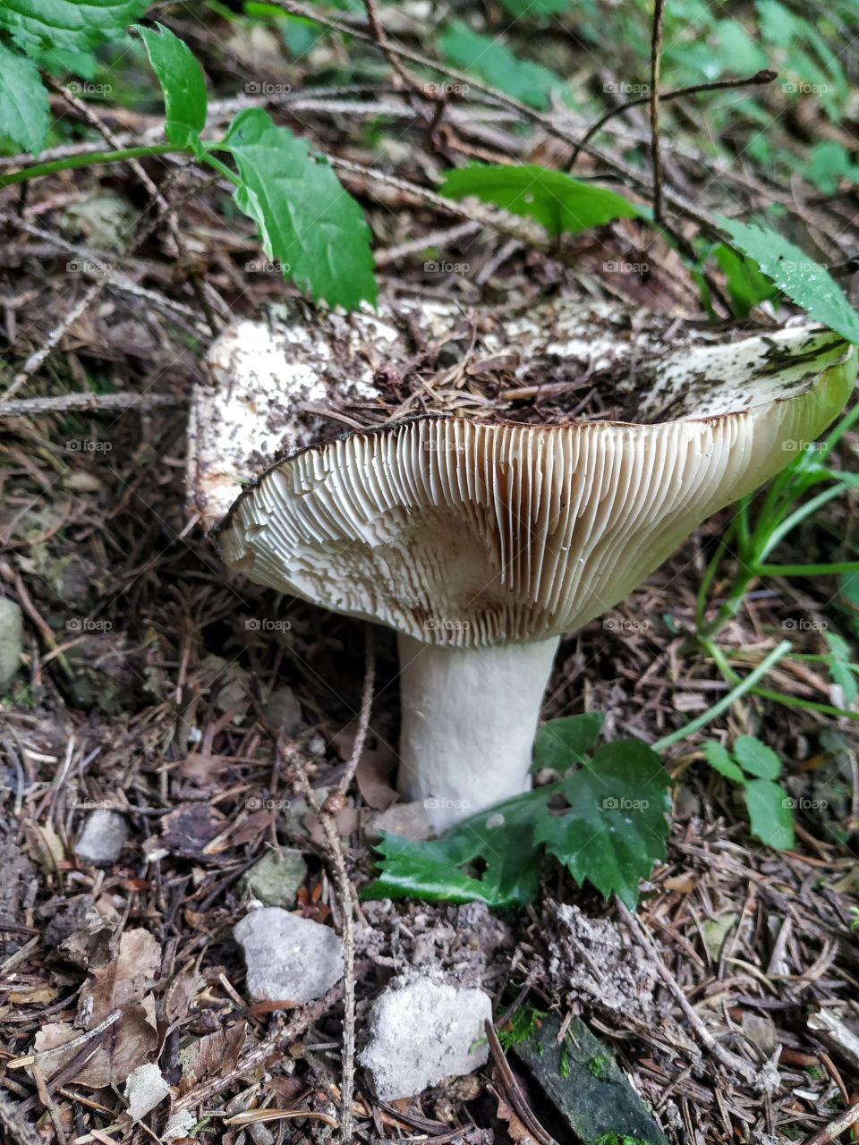 A very big white mushroom