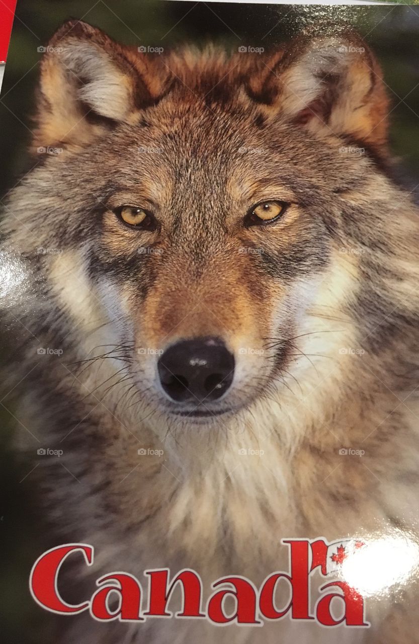 Wolf  Canadian postcard 